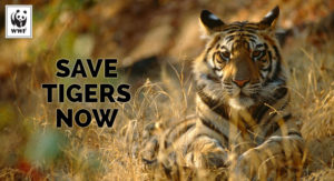 Save Tigers Now - World Wildlife Fund